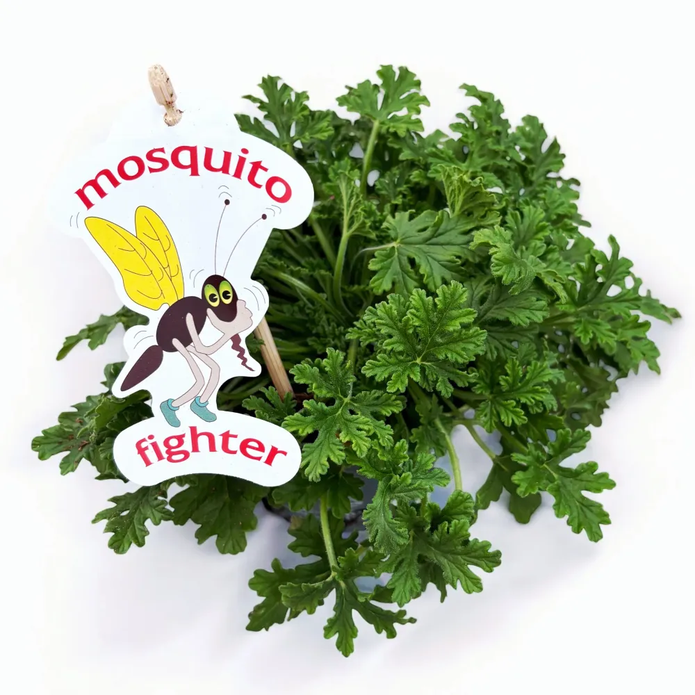 Muscate parfumate antitantari - Pelargonium graveolens 'Lemon' (Indrusaim)