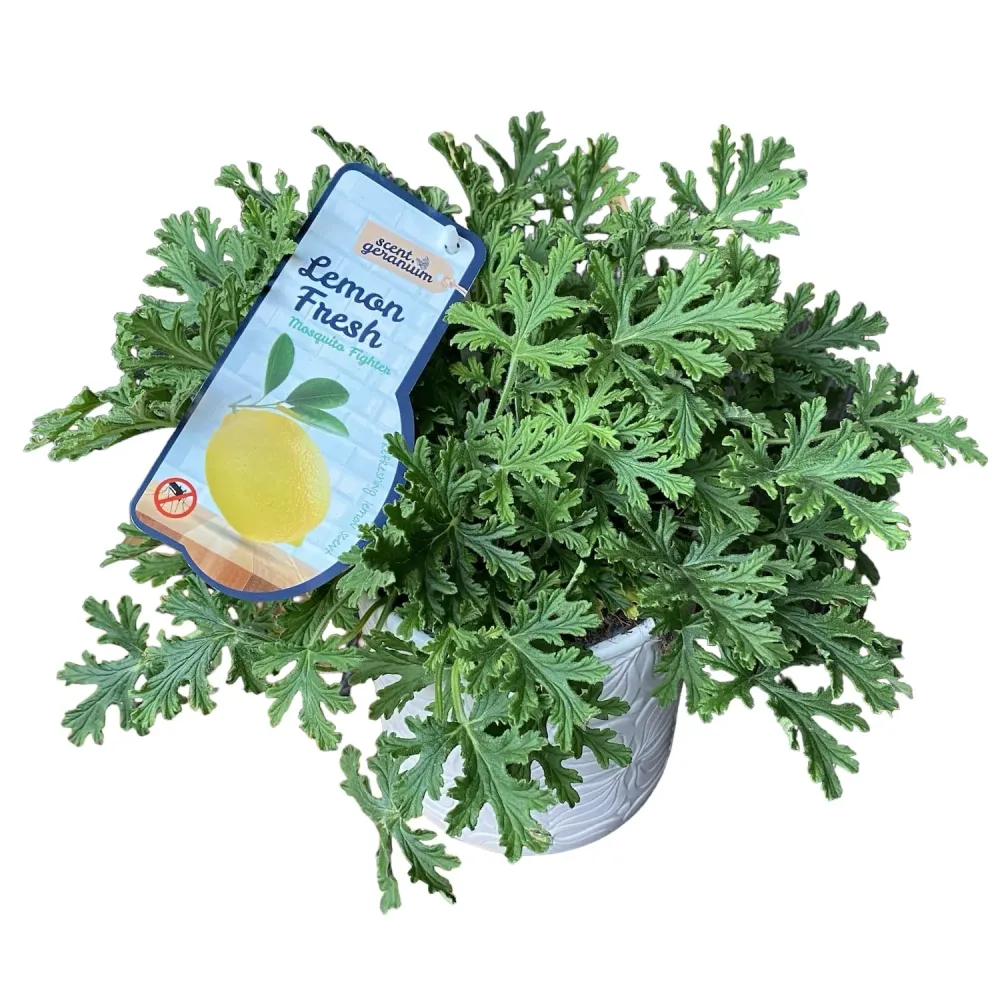 Muscate parfumate antitantari - Pelargonium graveolens 'Lemon' (Indrusaim)