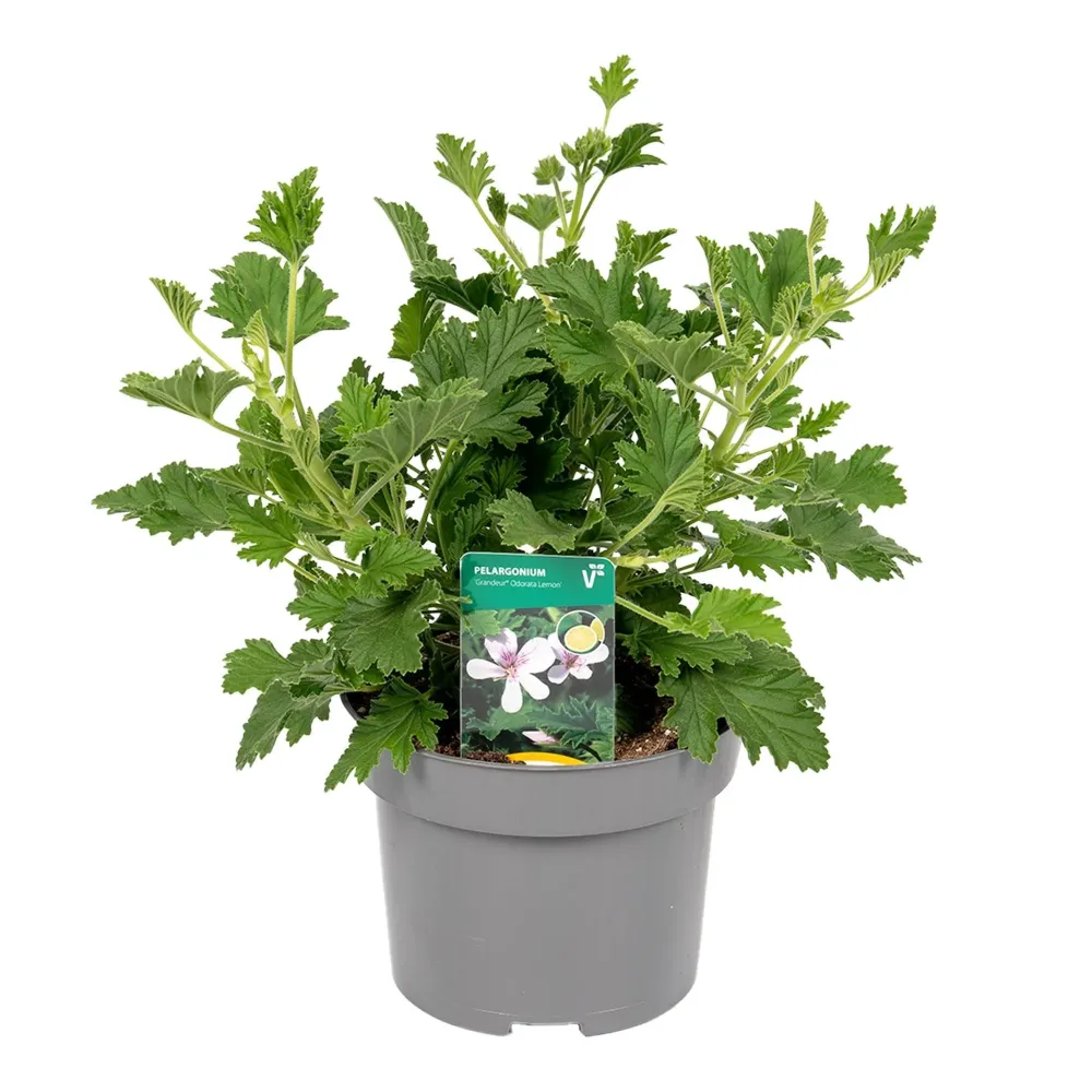 Muscate parfumate antitantari - Scented Geranium Lemon (parfum de lamaie)