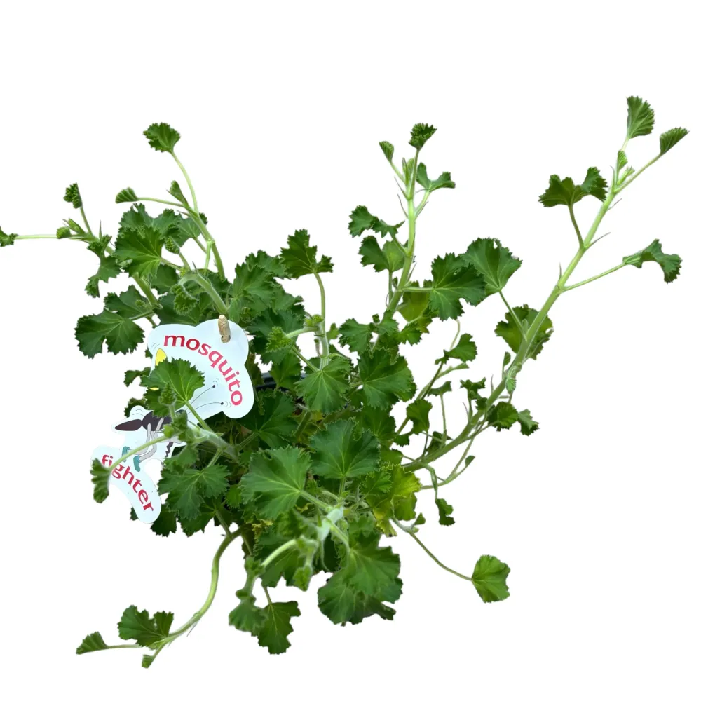 Muscate parfumate antitantari - Scented Geranium Lemon (parfum de lamaie)
