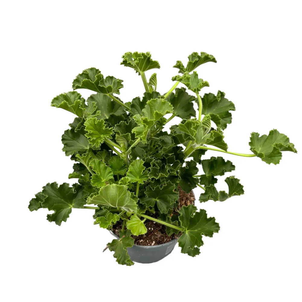 Muscate parfumate - Scented Geranium (aroma de Cola)