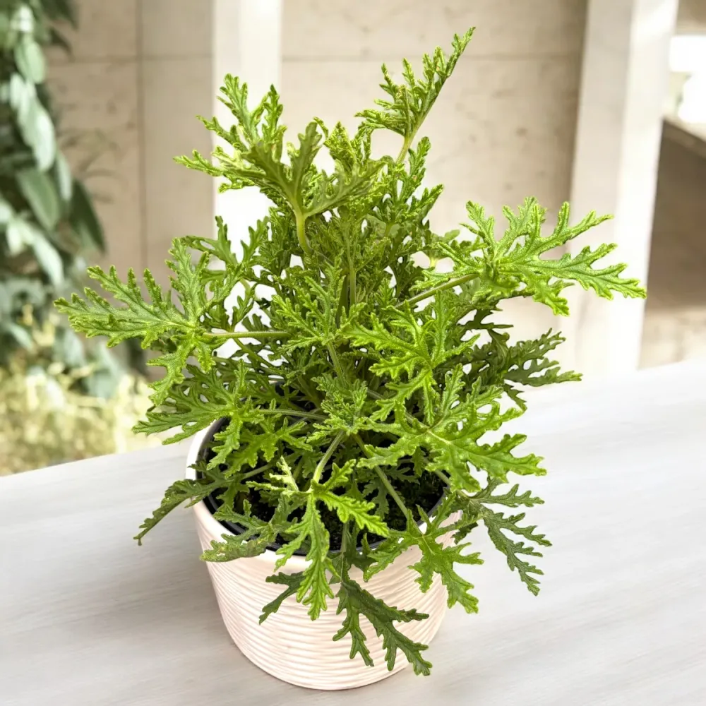 Muscate parfumate - Scented Geranium ‘Isko Coral’