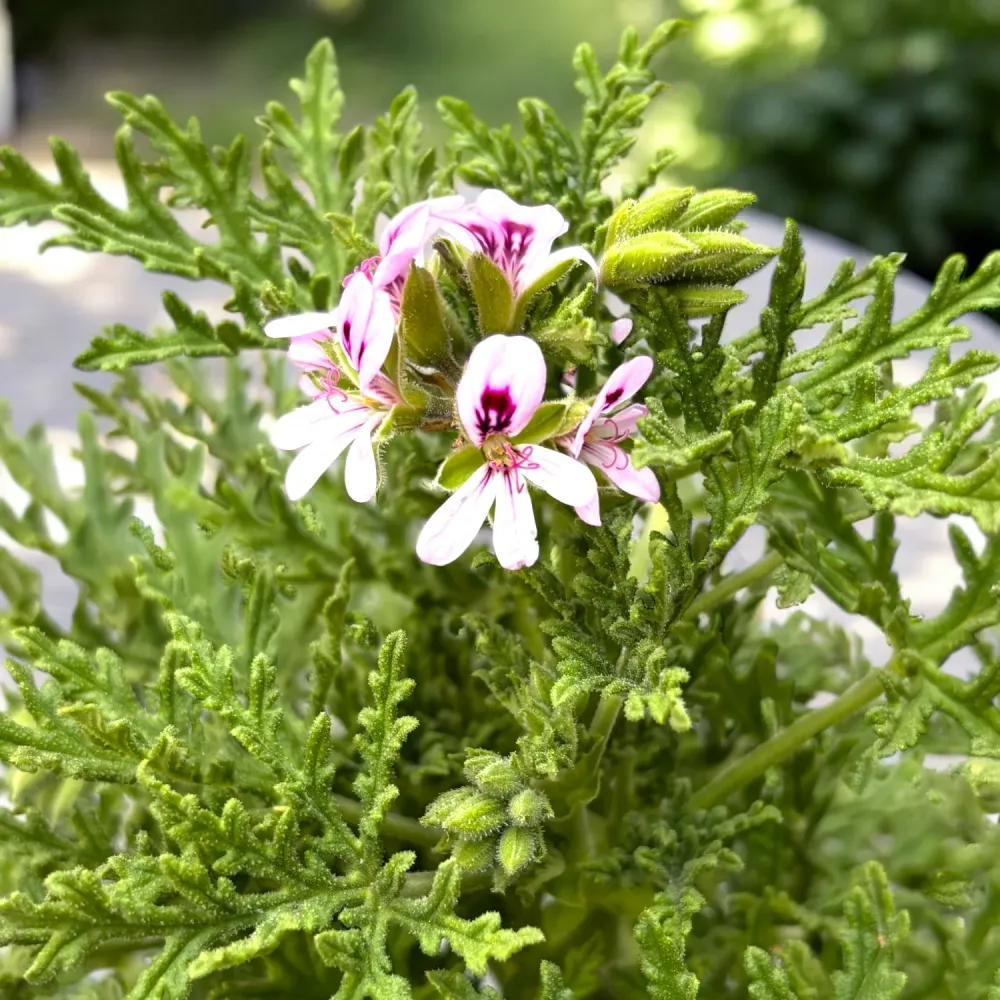 Muscate parfumate - Scented Geranium ‘Isko Coral’