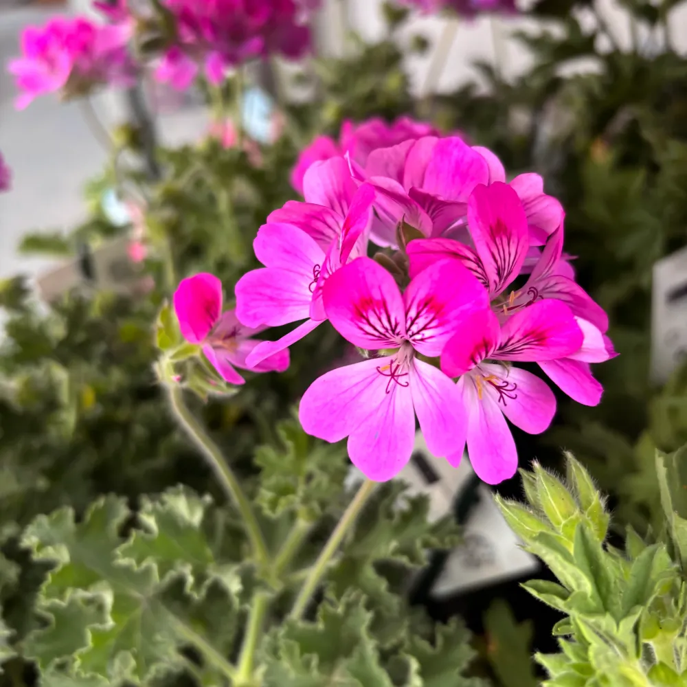 Muscate parfumate - Scented Geranium ‘Isko Rose’ (parfum de trandafiri)