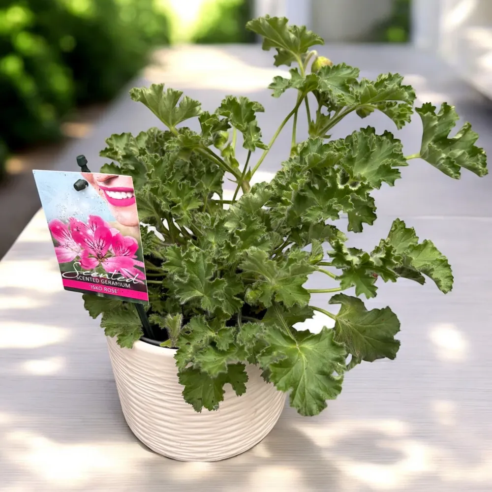 Muscate parfumate - Scented Geranium ‘Isko Rose’ (parfum de trandafiri)