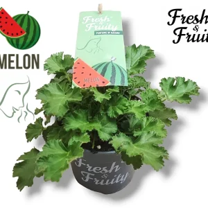 Muscate parfumate - Scented Geranium Melon (aroma de pepene)
