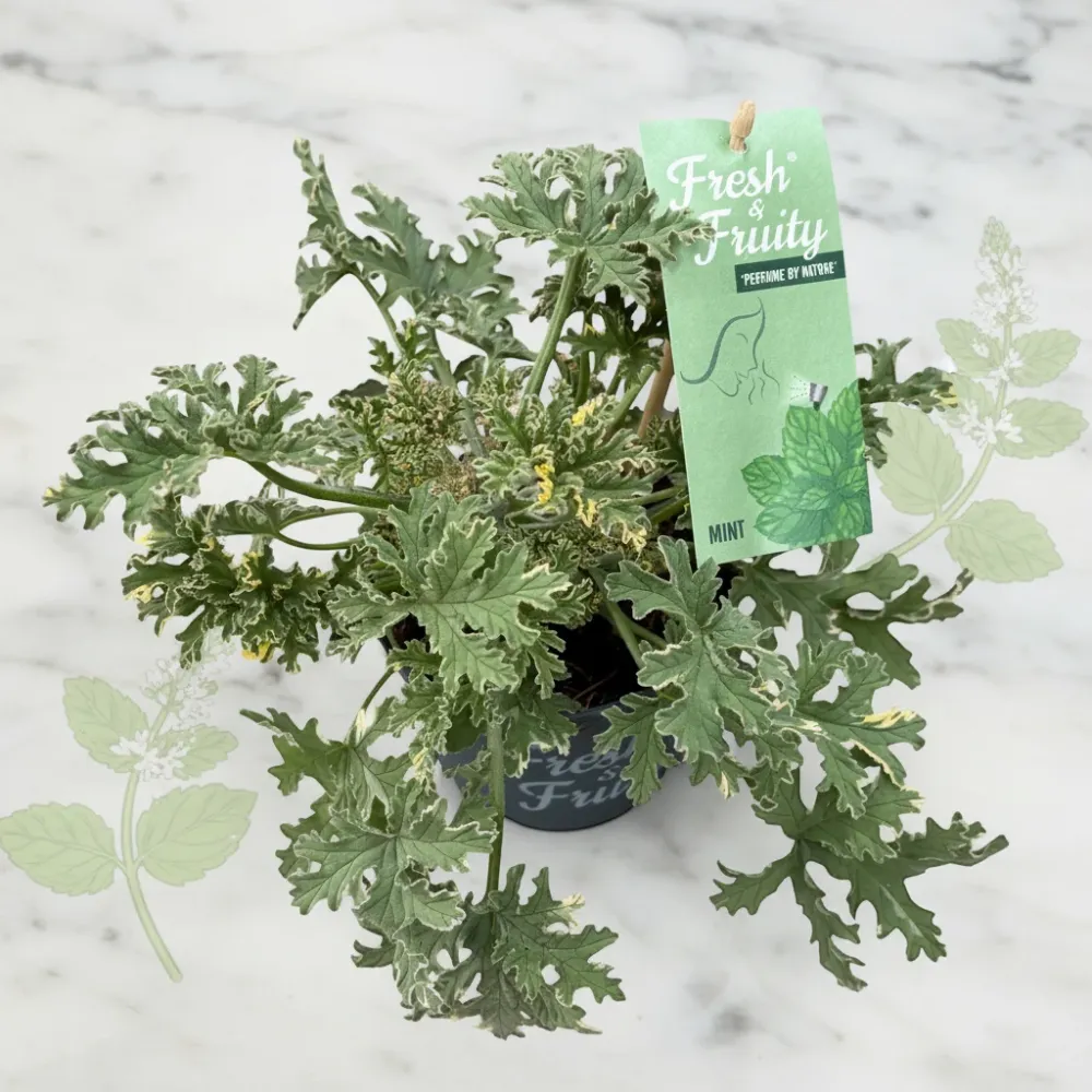 Muscate parfumate - Scented Geranium Mint (aroma de menta)
