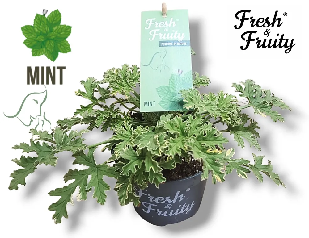 Muscate parfumate - Scented Geranium Mint (aroma de menta)