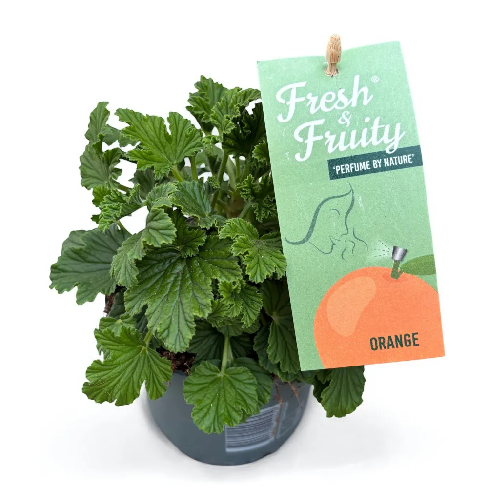 Muscate parfumate - Scented Geranium Orange (parfum citrice)