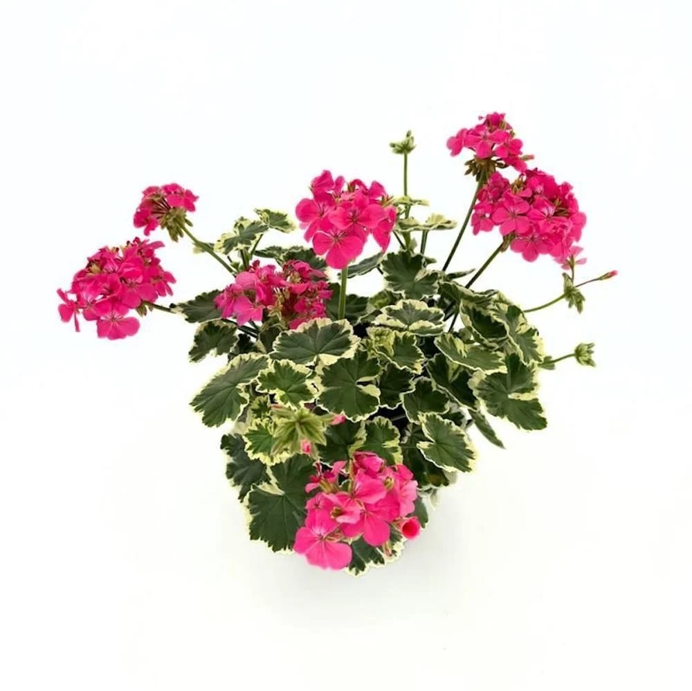 Muscate parfumate si variegate, antitantari - Pelargonium crispum 'Variegatum' (syn. 'Prince Rupert')