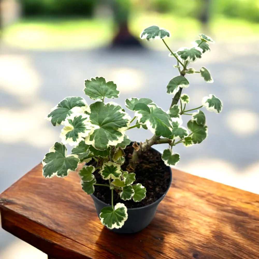 Muscate parfumate si variegate, antitantari - Pelargonium crispum 'Variegatum' (syn. 'Prince Rupert')