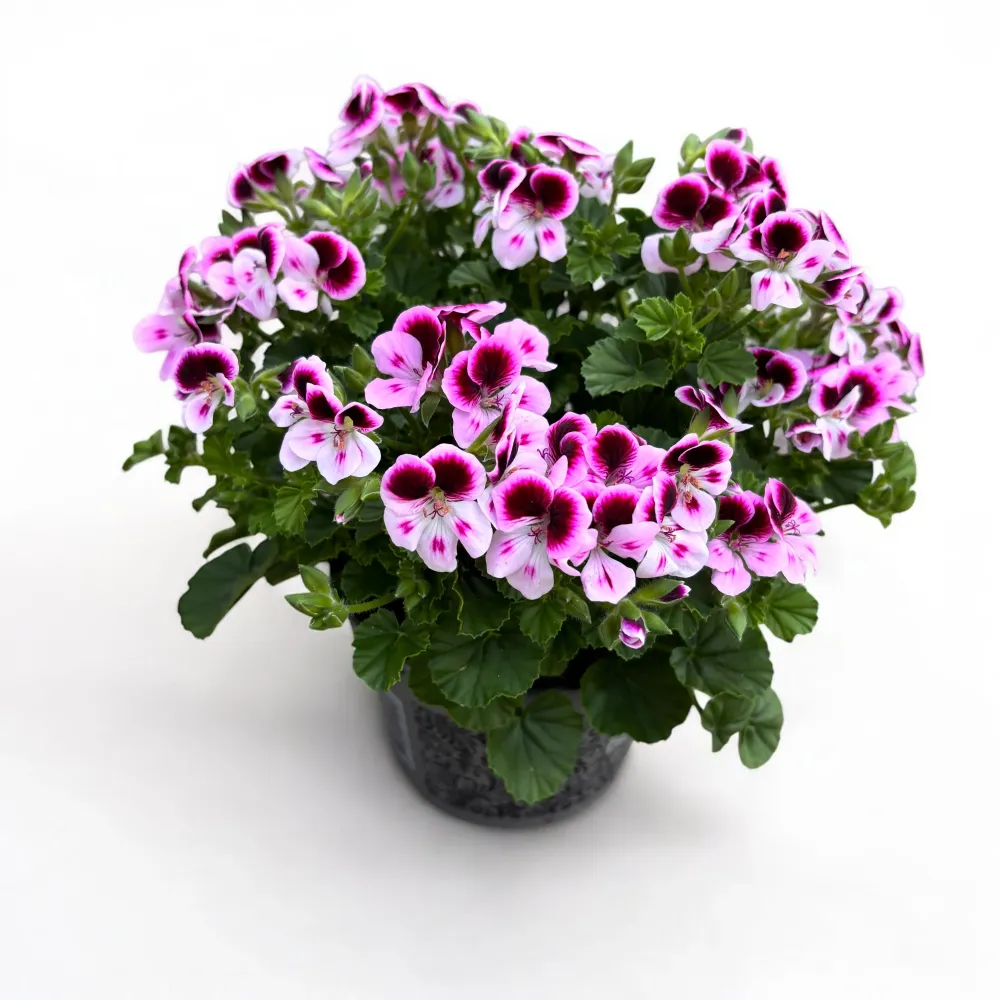 Muscate - Pelargonium ‘Angel Feline’