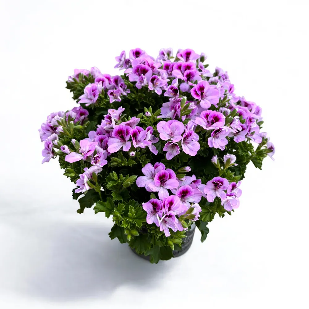 Muscate - Pelargonium ‘Angel Lexi’