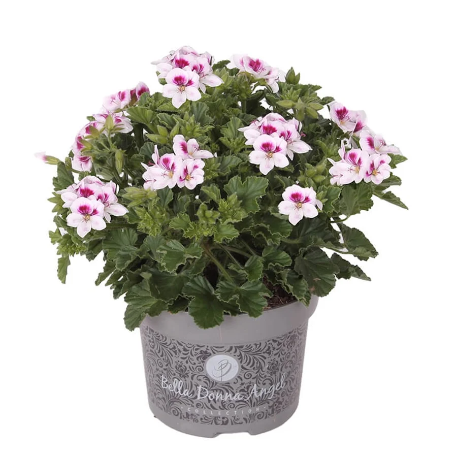 Muscate - Pelargonium 'Angel Lisa'