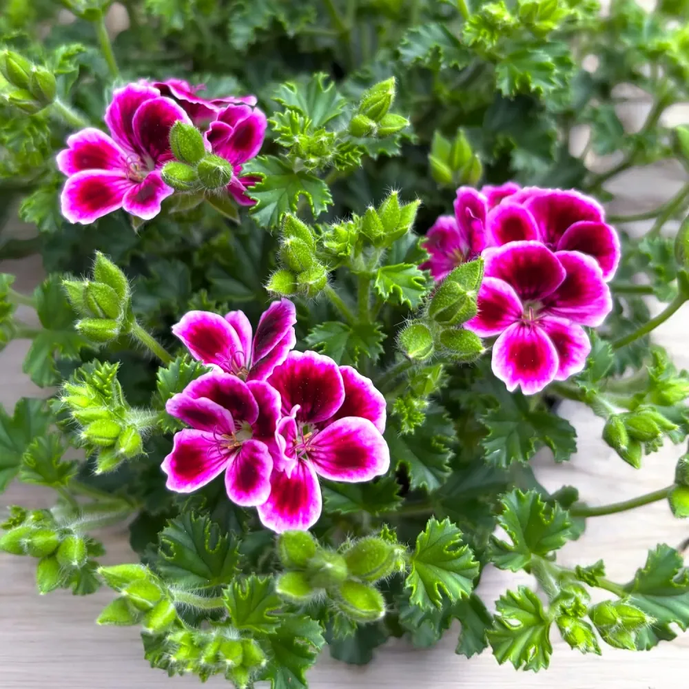 Muscate - Pelargonium ‘Angel Nina’