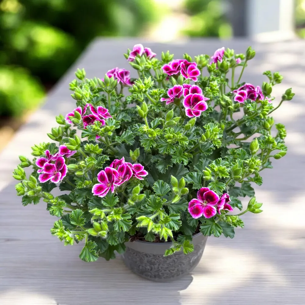 Muscate - Pelargonium ‘Angel Nina’