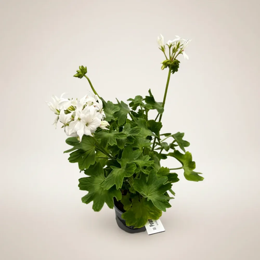 Muscate stelate albe - Pelargonium Fireworks 'White'