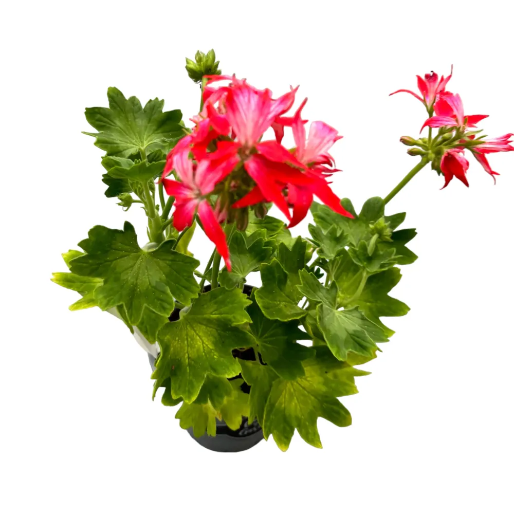 Muscate stelate bicolore - Pelargonium Fireworks 'Bicolor'