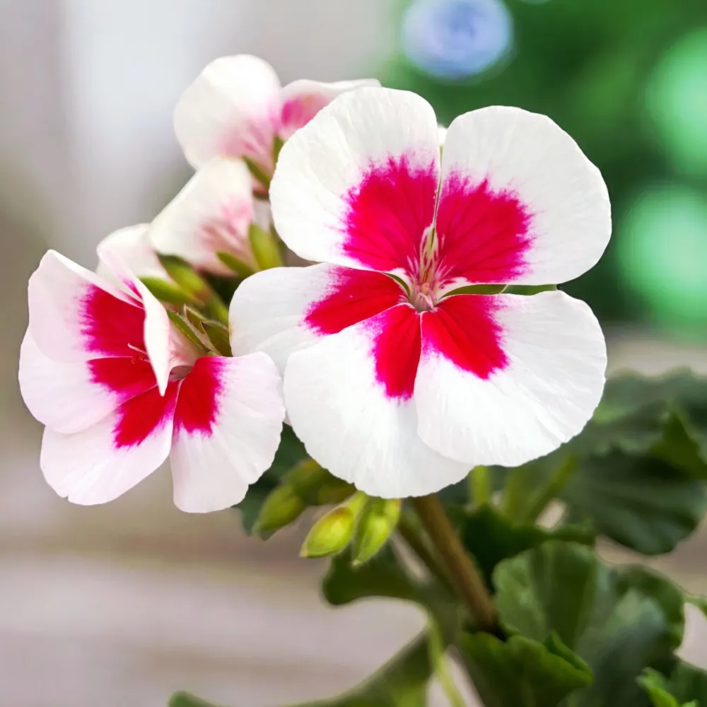 Muscate zonale - Pelargonium (Zonale Grp) 'Tango White Splash'