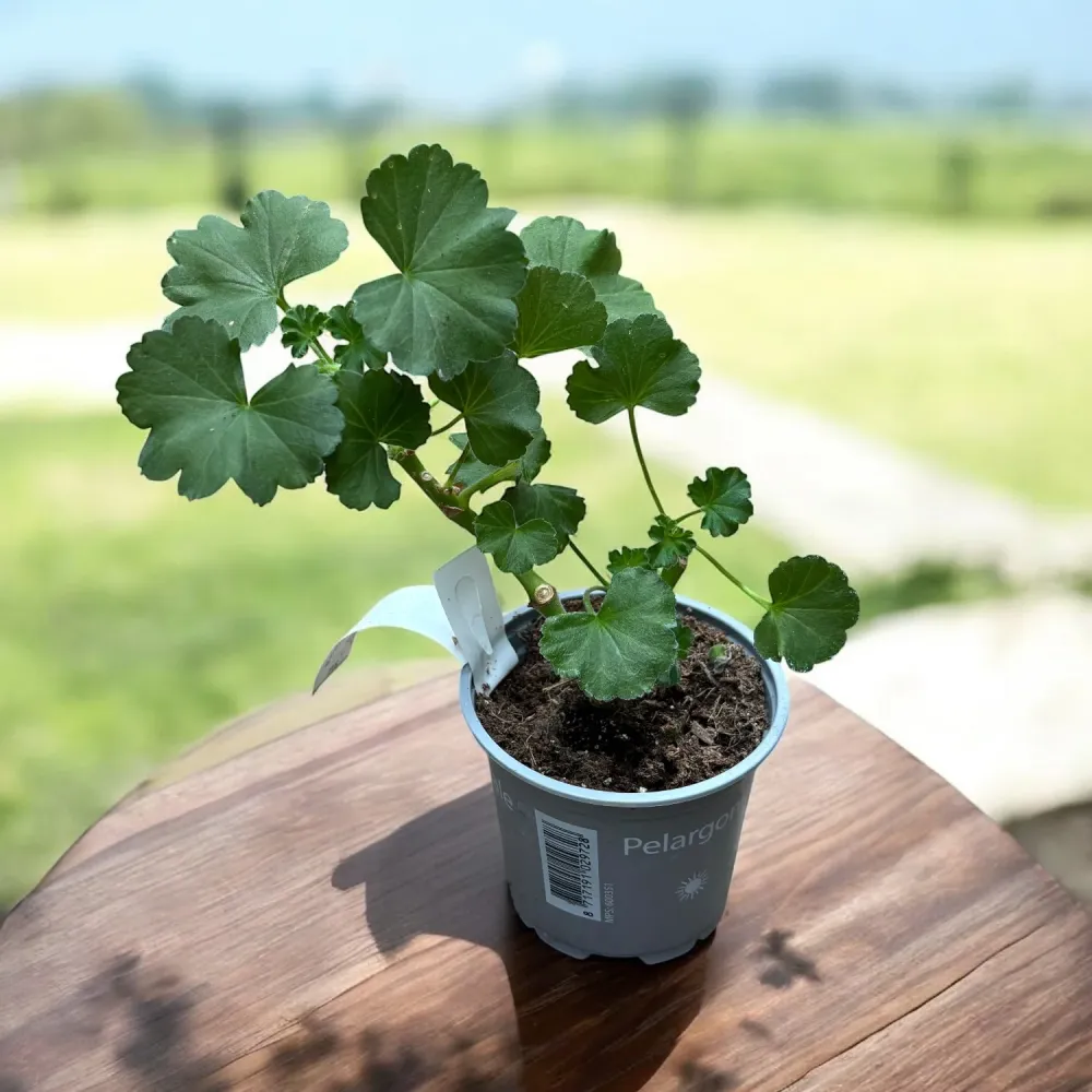 Muscate zonale - Pelargonium (Zonale Grp) 'Tango White Splash'
