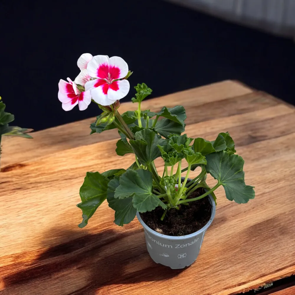 Muscate zonale - Pelargonium (Zonale Grp) 'Tango White Splash'