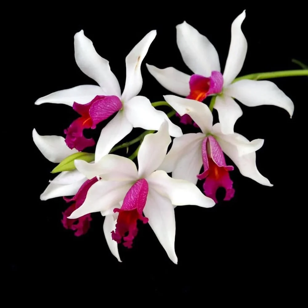 Myc. RIO's Little Treasure (C. violacea × Mcp. albopurpurea) - flori parfumate