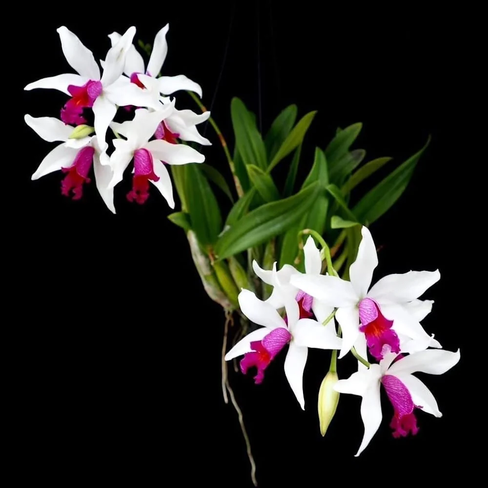 Myc. RIO's Little Treasure (C. violacea × Mcp. albopurpurea) - flori parfumate