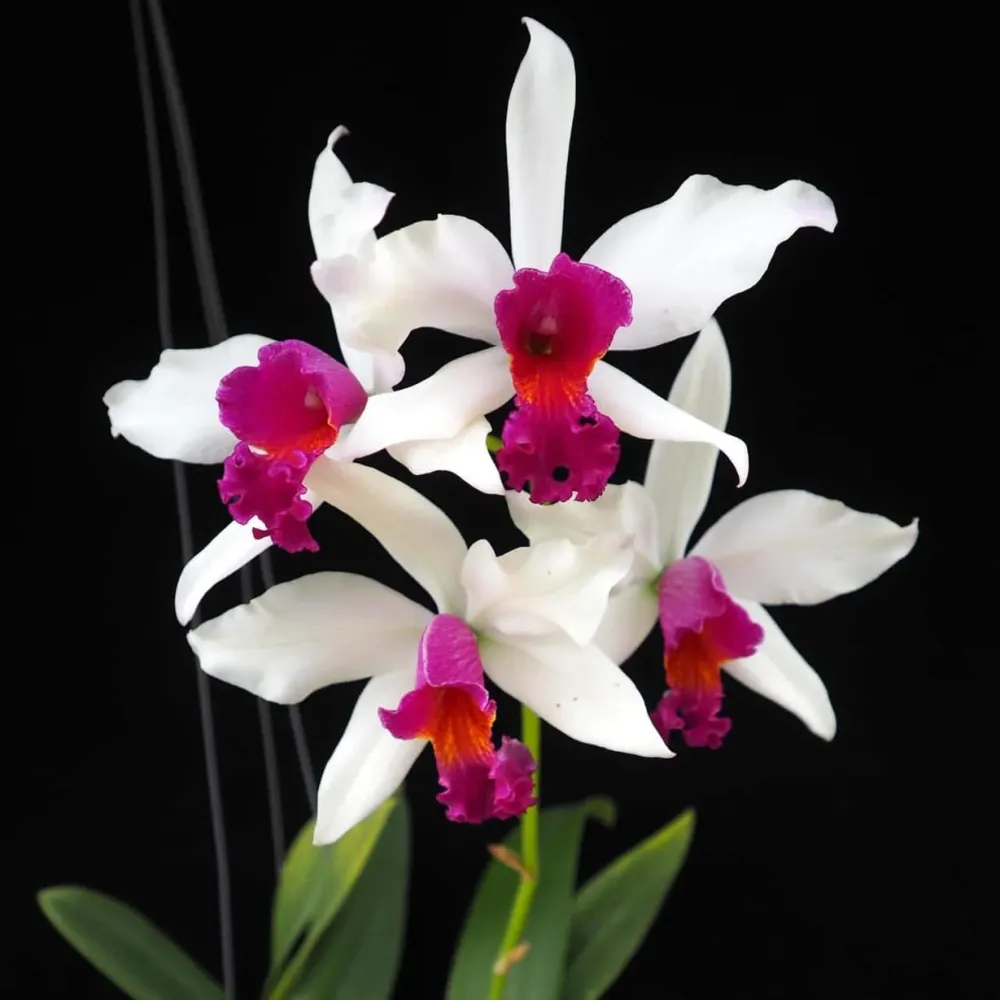 Myc. RIO's Little Treasure (C. violacea × Mcp. albopurpurea) - flori parfumate
