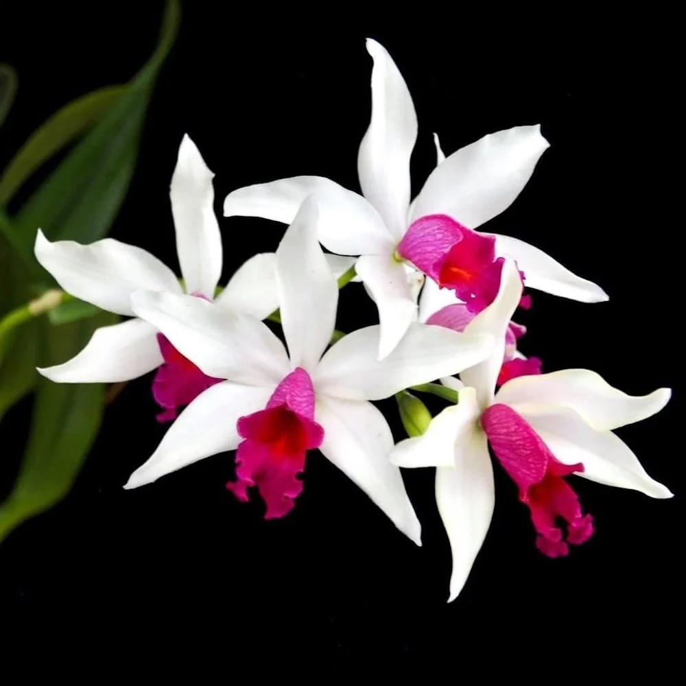 Myc. RIO's Little Treasure (C. violacea × Mcp. albopurpurea) - flori parfumate