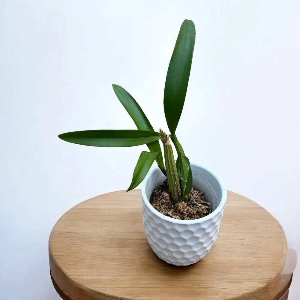 Myrmecophila thomsoniana (Laelia thomsoniana)
