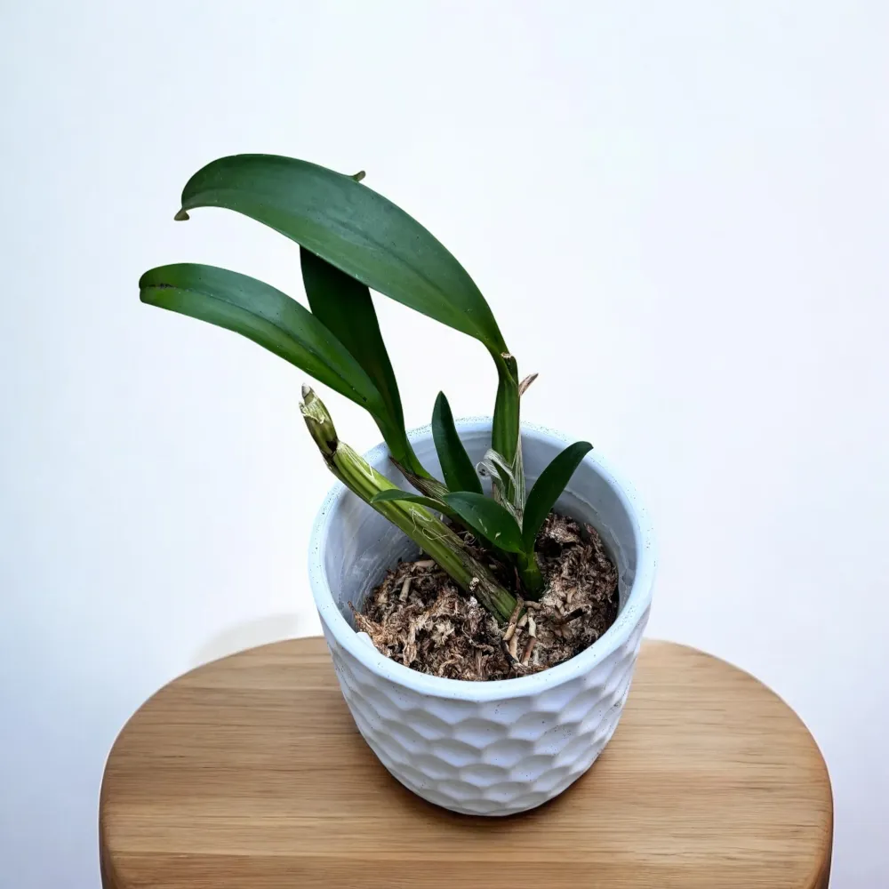 Myrmecophila thomsoniana (Laelia thomsoniana)
