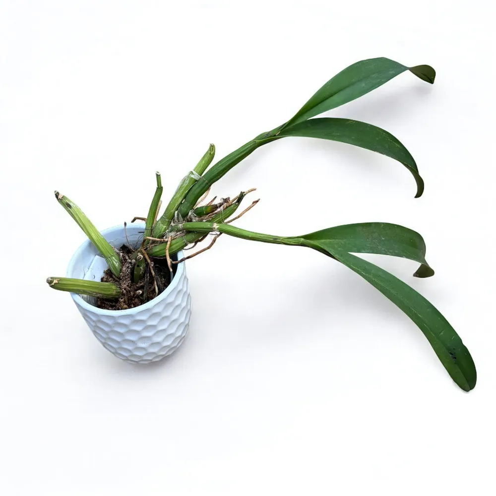 Myrmecophila thomsoniana (Laelia thomsoniana)
