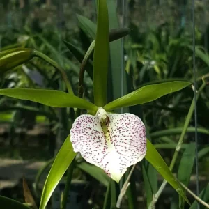 BC. Nakornpathom Silver 'Joy Black' parfumata