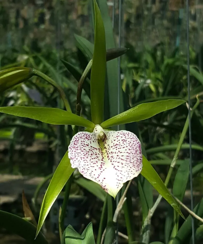 BC. Nakornpathom Silver 'Joy Black' parfumata