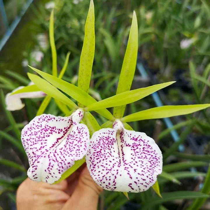 BC. Nakornpathom Silver 'Joy Black' parfumata
