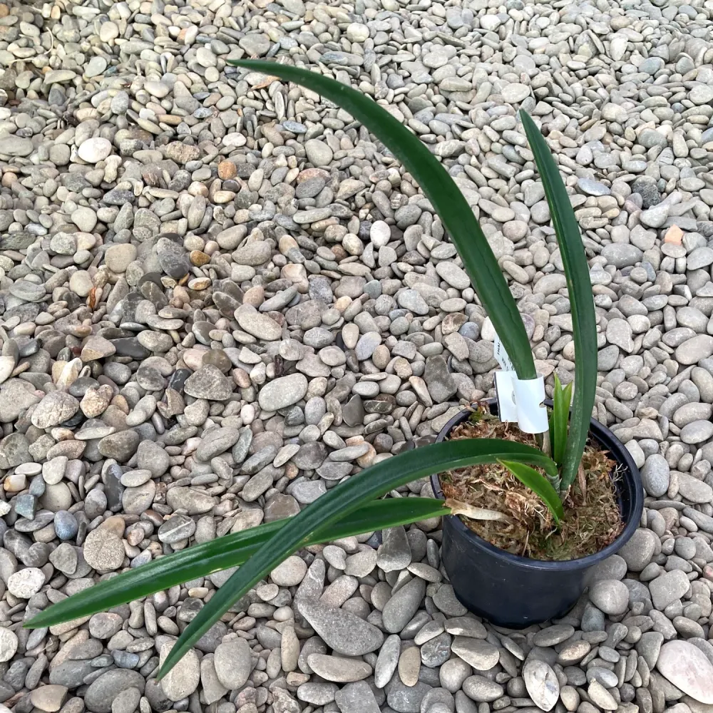 BC. Nakornpathom Silver 'Joy Black' parfumata