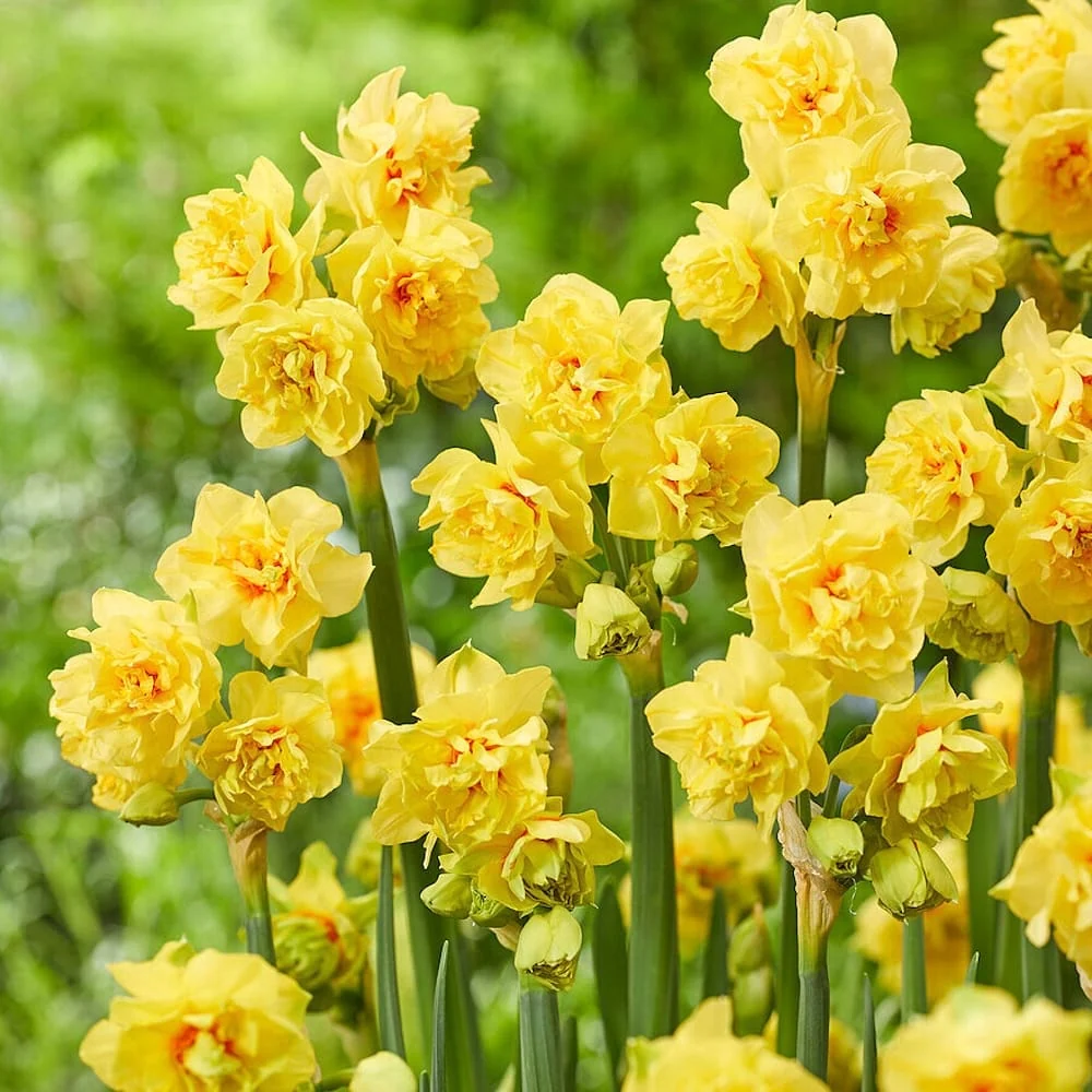 Narcise cu floare dubla - Narcissus 'Fairness'