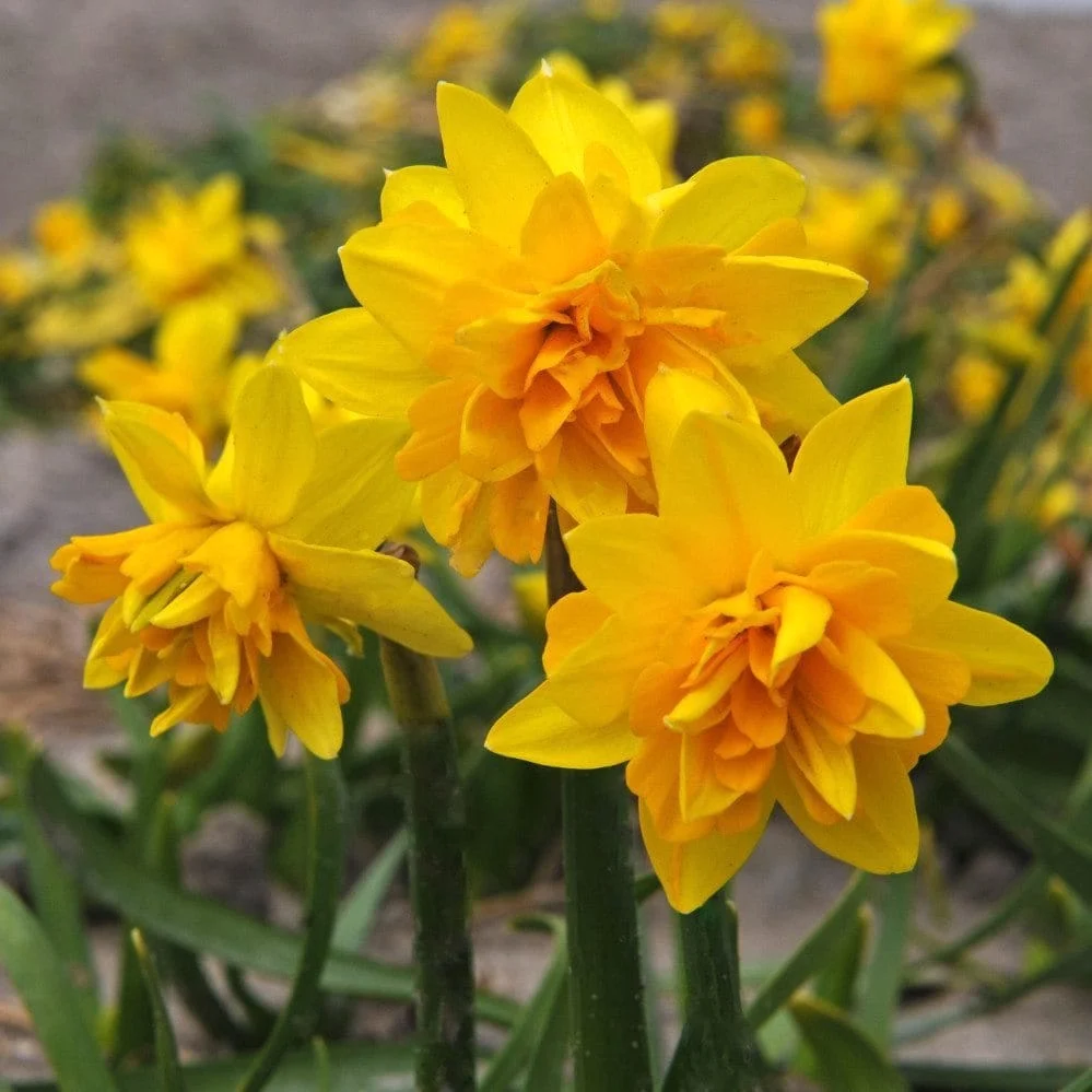 Narcise cu floare galbena dubla - Narcissus 'Tete Boucle'