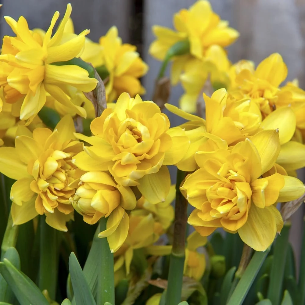 Narcise cu floare galbena dubla - Narcissus 'Tete Boucle'