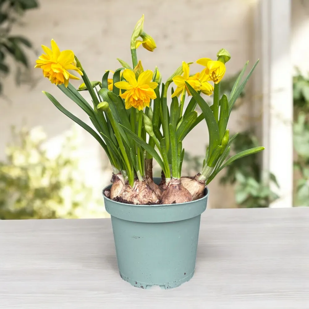 Narcise cu floare galbena dubla - Narcissus 'Tete Boucle'