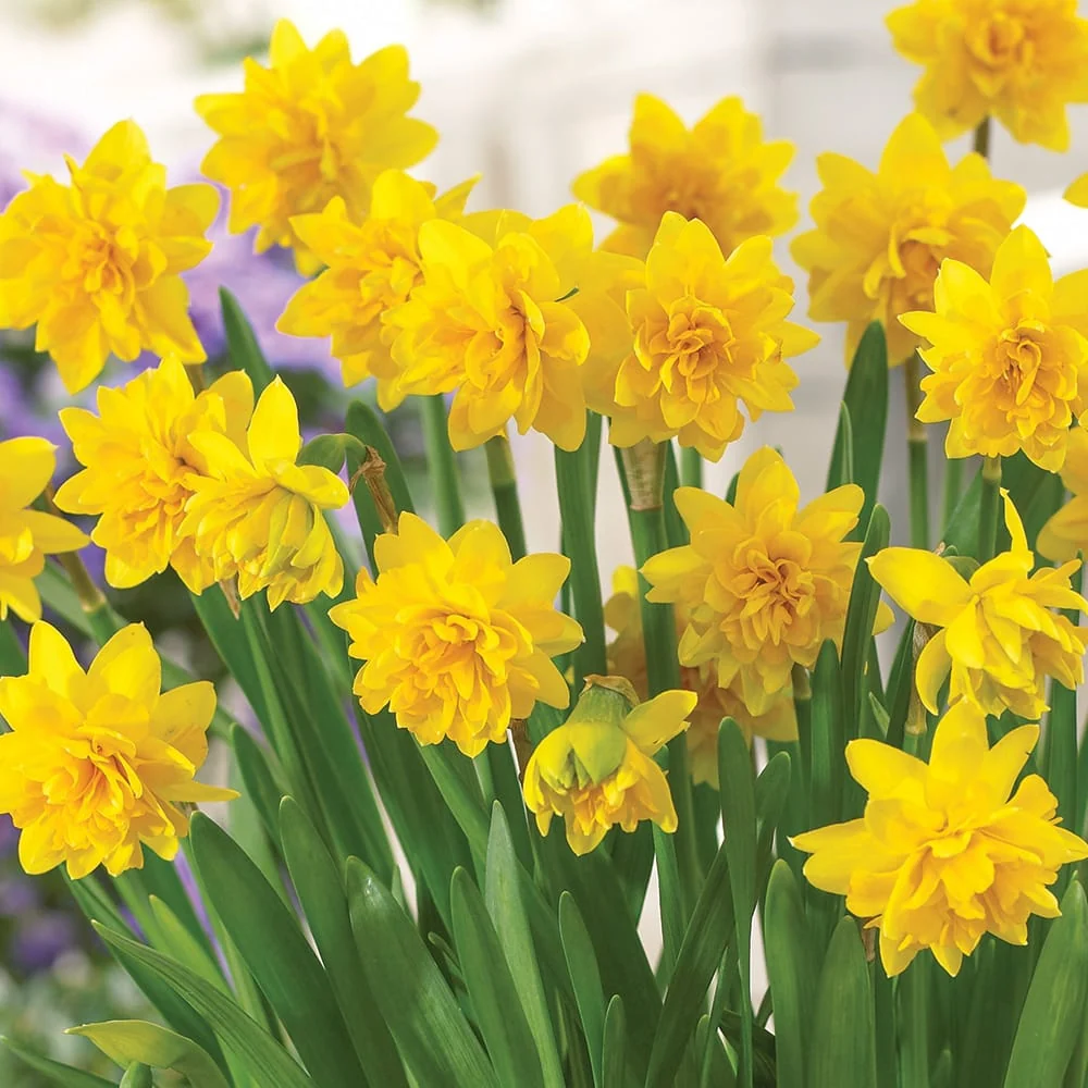 Narcise cu floare galbena dubla - Narcissus 'Tete Boucle'