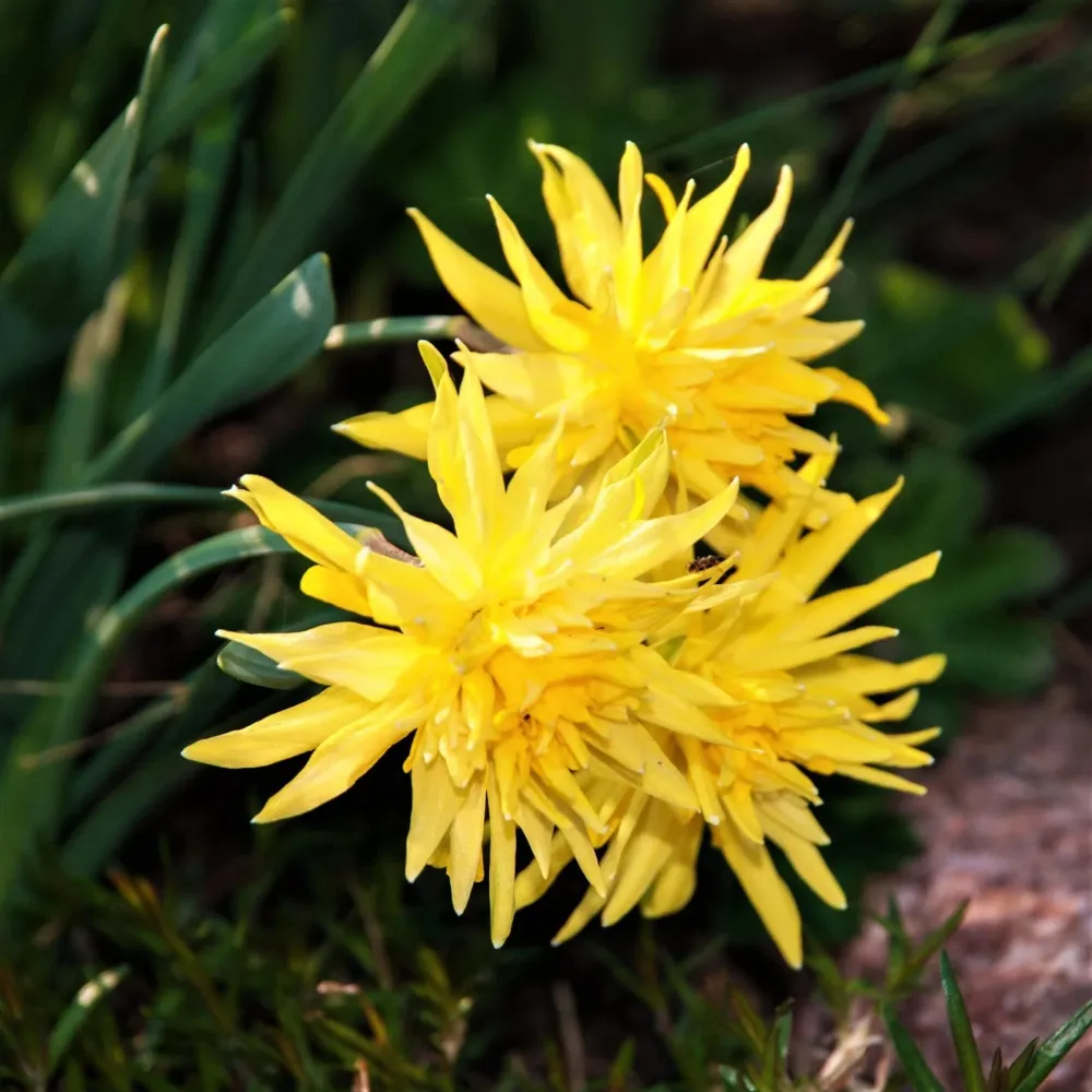 Narcise cu flori duble - Narcissus 'Rip Winkle'