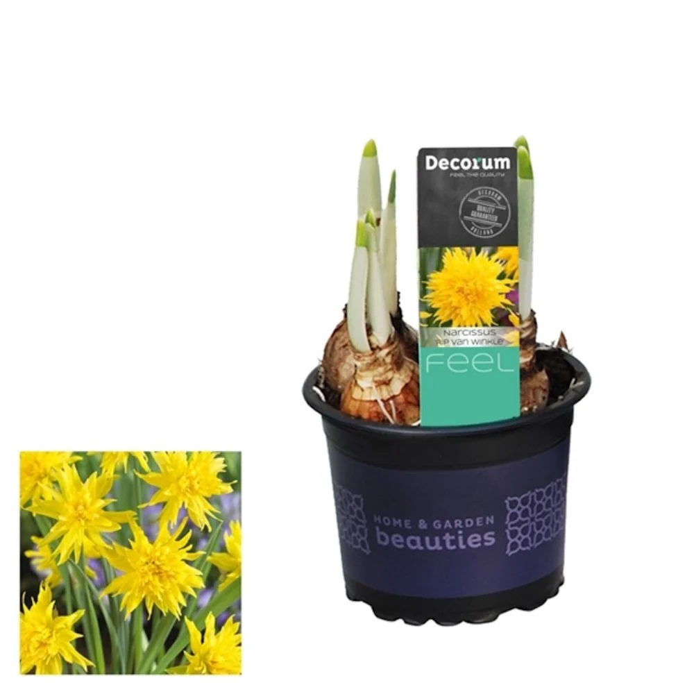 Narcise cu flori duble - Narcissus 'Rip Winkle'