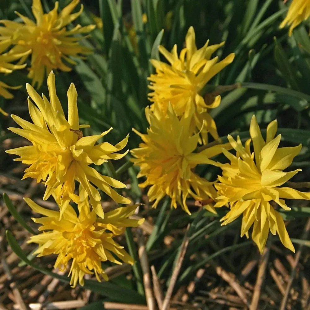 Narcise cu flori duble - Narcissus 'Rip Winkle'