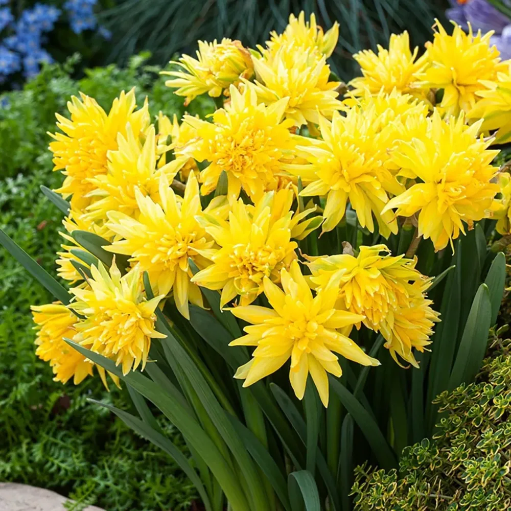 Narcise cu flori duble - Narcissus 'Rip Winkle'