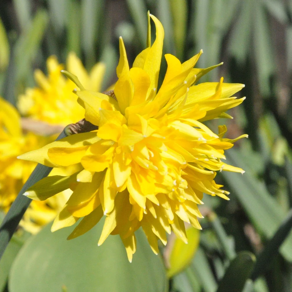 Narcise cu flori duble - Narcissus 'Rip Winkle'
