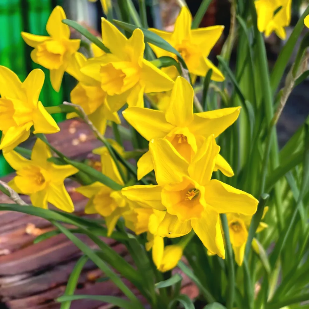 Narcise galbene cu flori mari - Narcissus ‘Early Sensation’