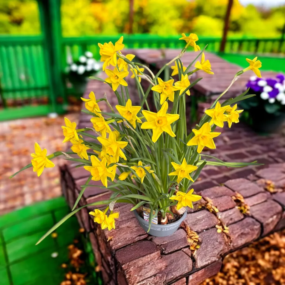 Narcise galbene cu flori mari - Narcissus ‘Early Sensation’
