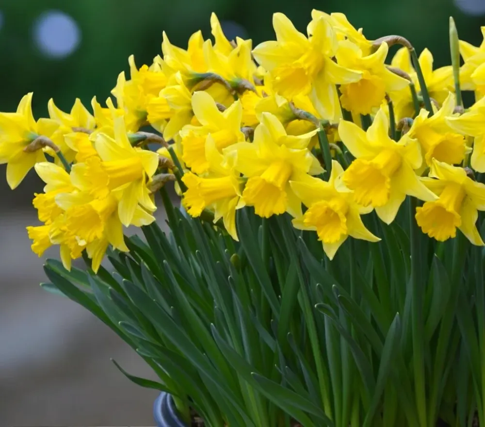 Narcise galbene cu flori mari - Narcissus ‘Early Sensation’