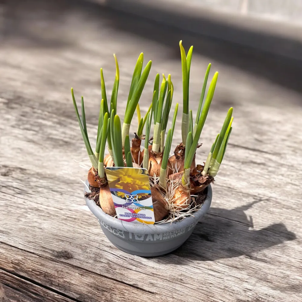 Narcise galbene cu flori mari - Narcissus ‘Early Sensation’